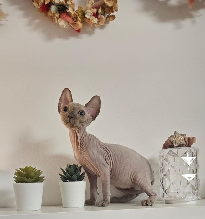 Baietel sphynx/sfinx  deosebit