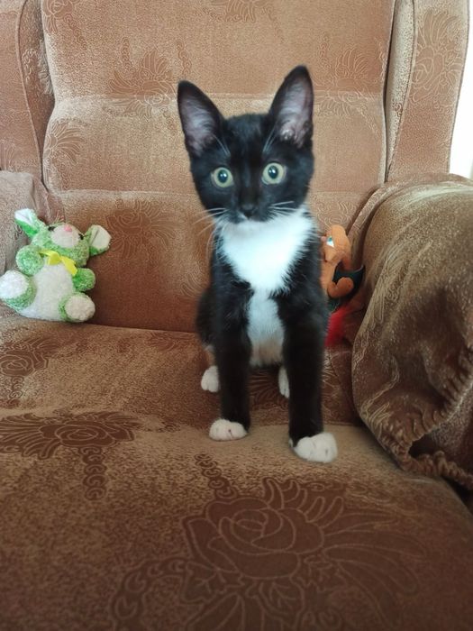 Отдам котенка в добрые руки