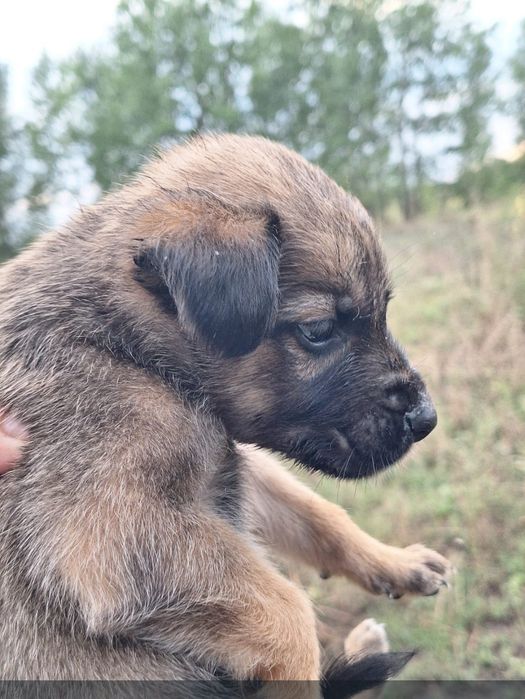 Отдам щенка 1,5 месяца