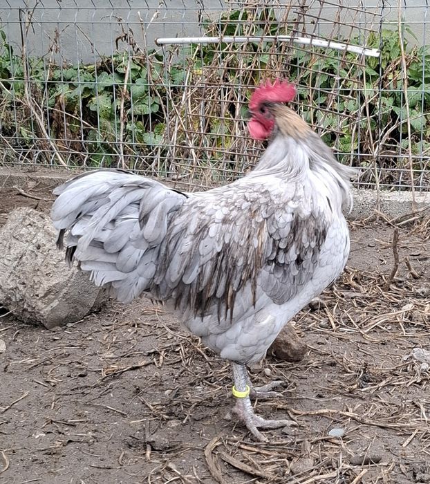 Vand cocosi Wyandotte si Austrolop