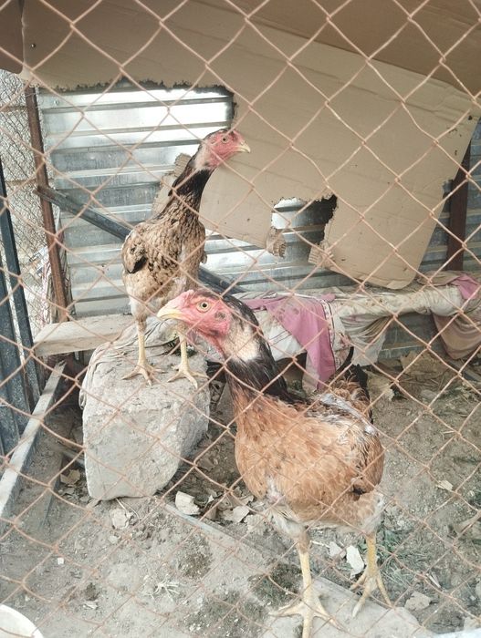 Дакан с двумя курочками