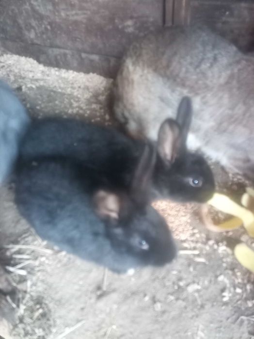 Iepuri belgieni de vanzre