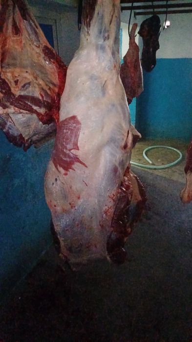 Продам мясо бычки откорм