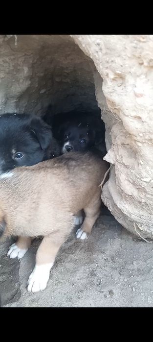 Oxotnik kuchuklari bor 5 dona100mingdan