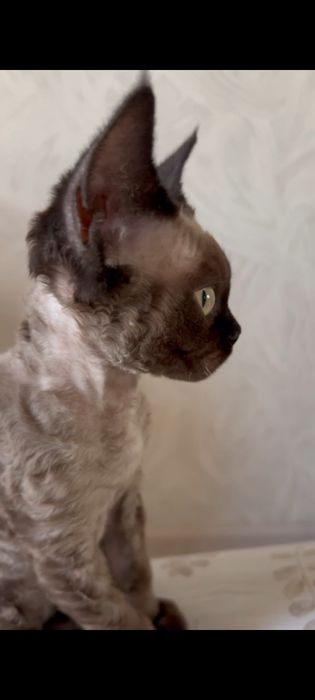 Девон-рекс котята в Алматы!