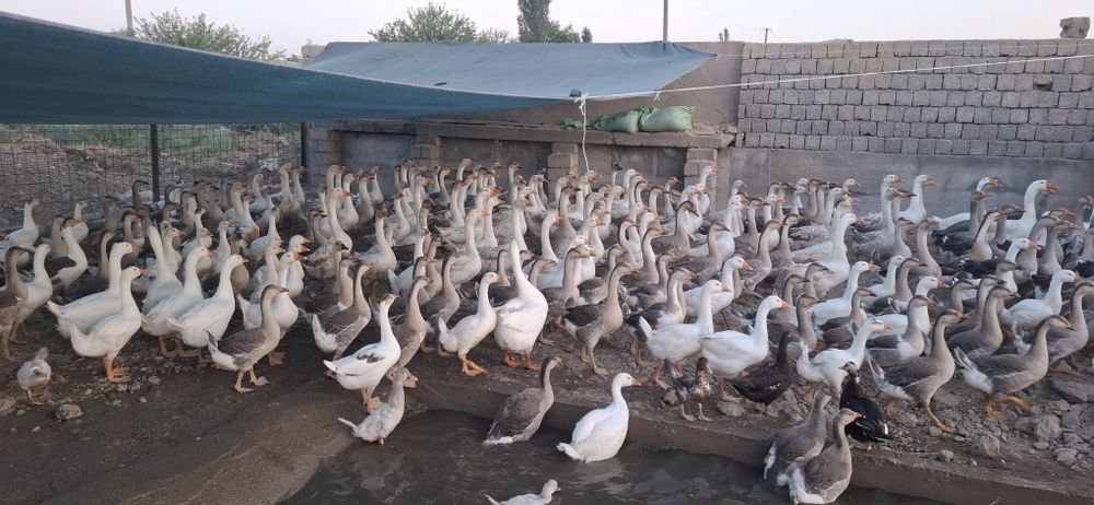 Gõzlar sotiladi , Продаются гуси
