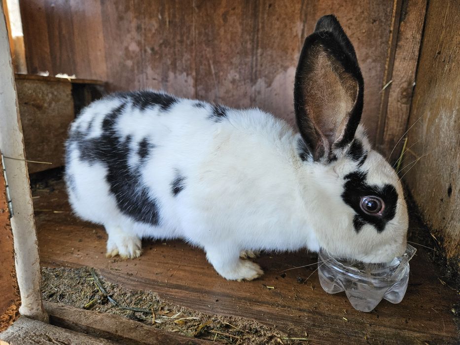 Кролики домашние
