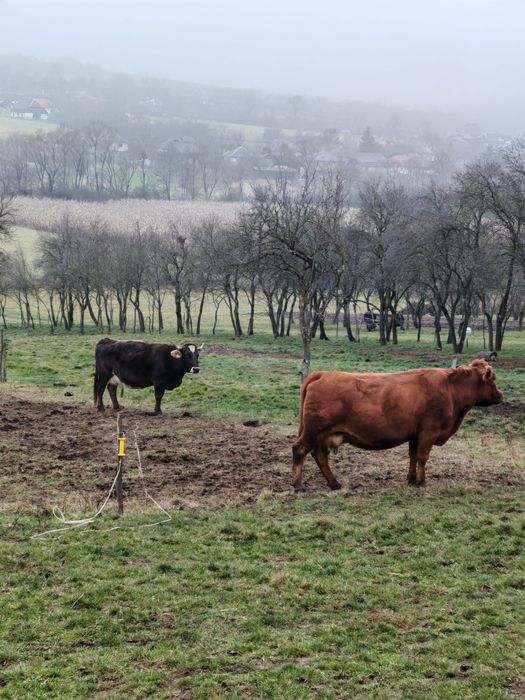Vând vaci, 1 alba, 1 roșie și neagră