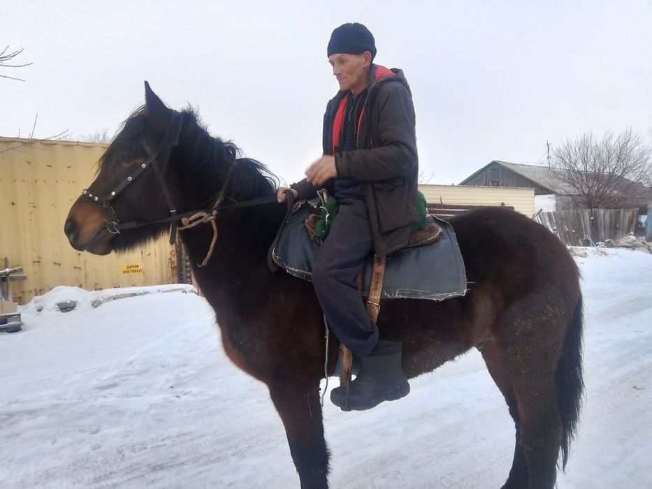 Жеребец -производитель