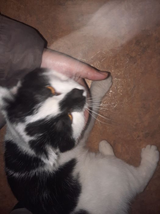 Котёнок 6 месяцев. Пол мальчик