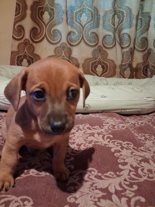 Подаряват се кученца на 2 месеца.