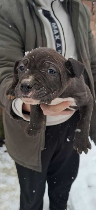 Малки бебета питбул