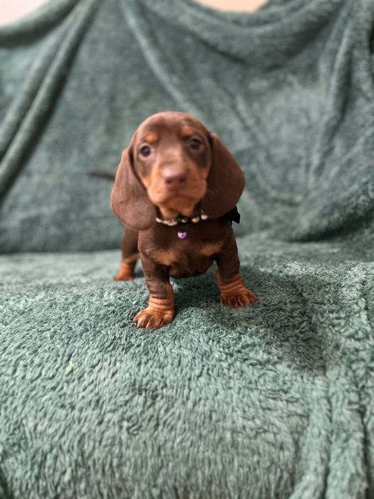 Femela teckel cu Pedigree FCI