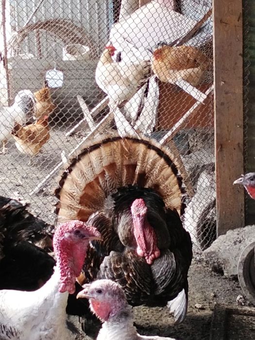 Индюк на племя 2 года