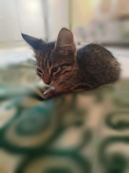Отдам котенка в добрые руки