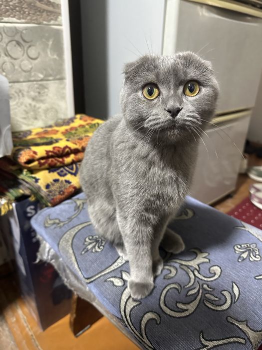 Скоттиш фолд кот