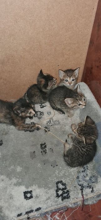 1.5 oylik, aqilli uy mushugi