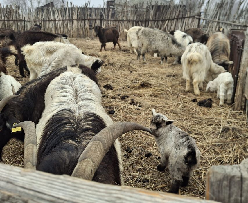 Ешкілер сатылады