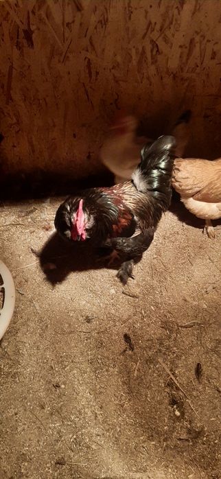 Молодые петушки 6 месяцев