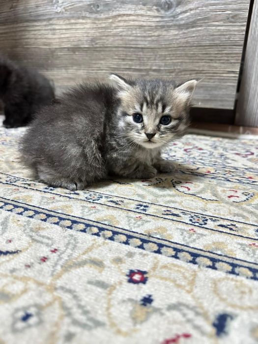 Отдам котенков в хорошие руки бесплатно!