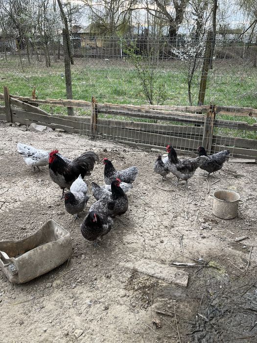 Pui si oua australorp albastru