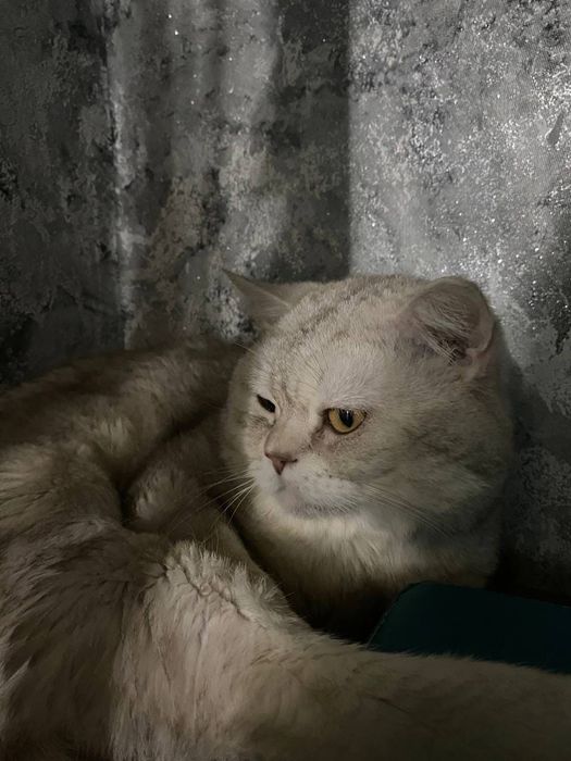 британский кот вязка