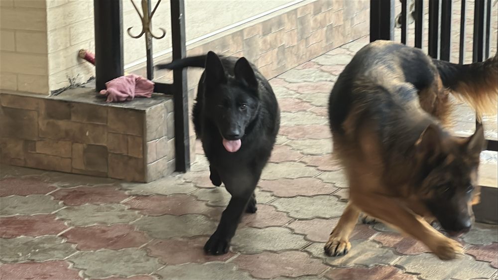 Немецкая овчарка