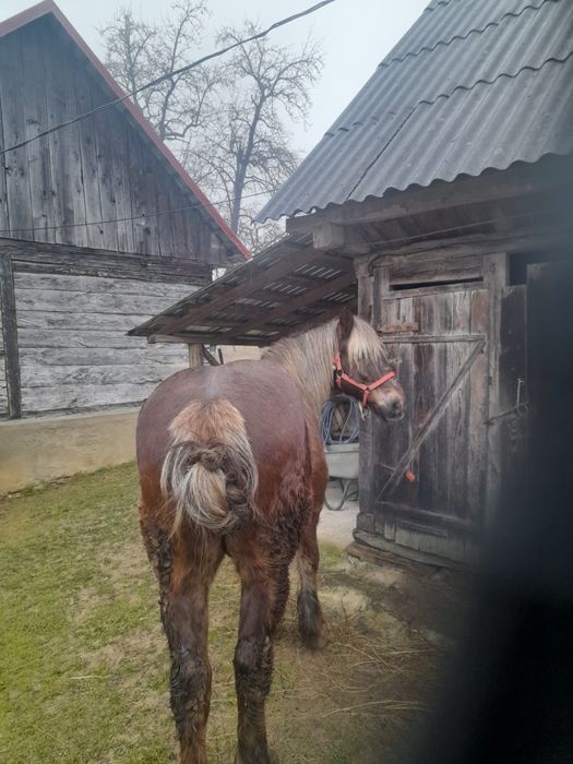 Se vinde cal foarte cuminte