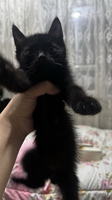 Котята Мушу боллари огил болла