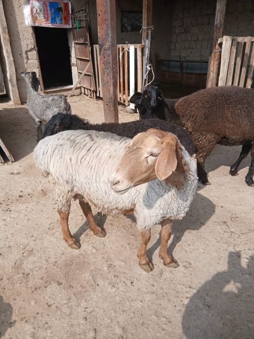 Семиз қойлар сатылады