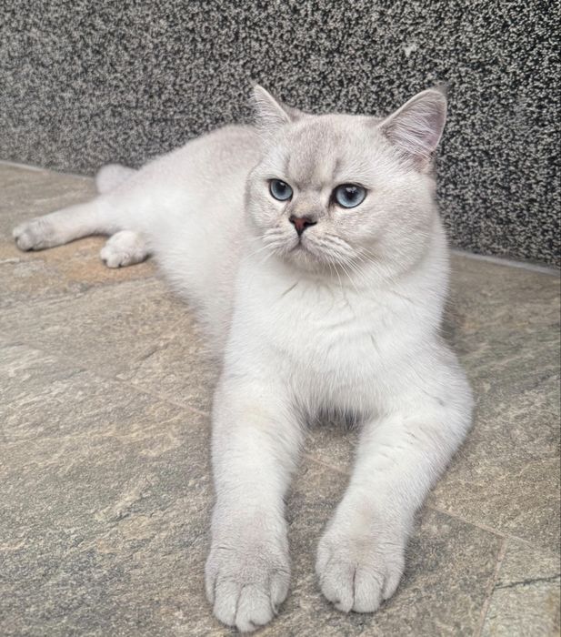 British Shorthair