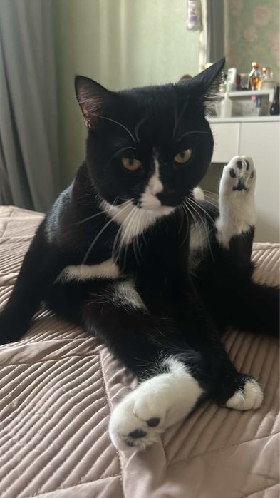 отдам кота в доьрые руки