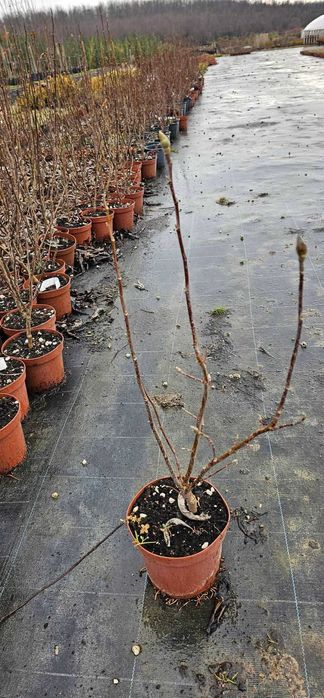 Магнолия - Кралицата на пролетта