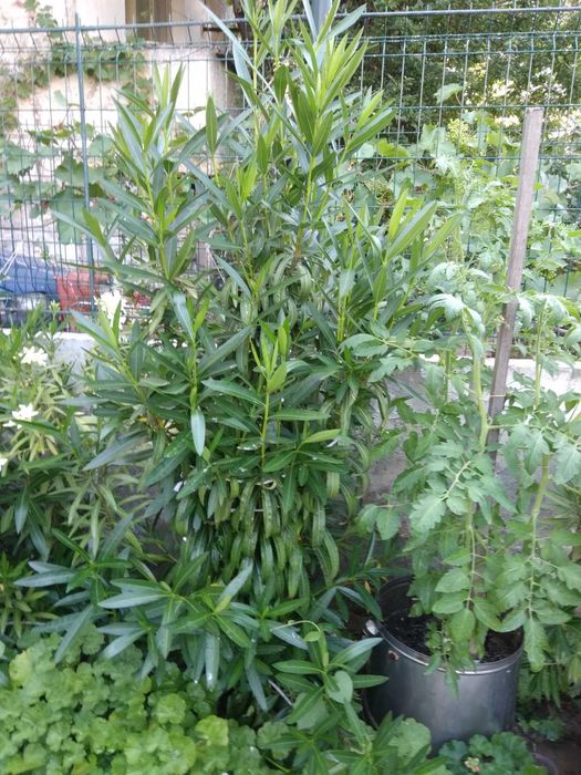 Цвете зокум в пет цвята