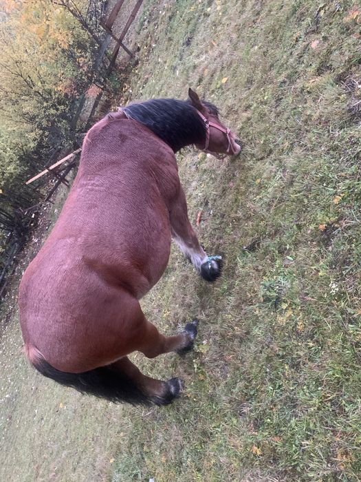 Vand manz sau schimb cu vaca..