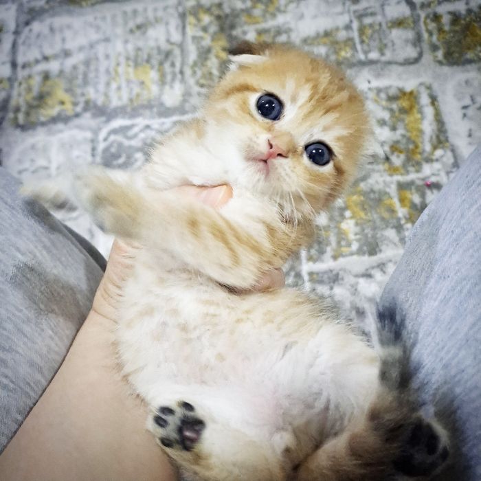 Котята от правильной вязки