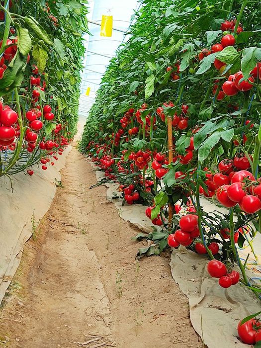 Иссикхона кучатлари бор