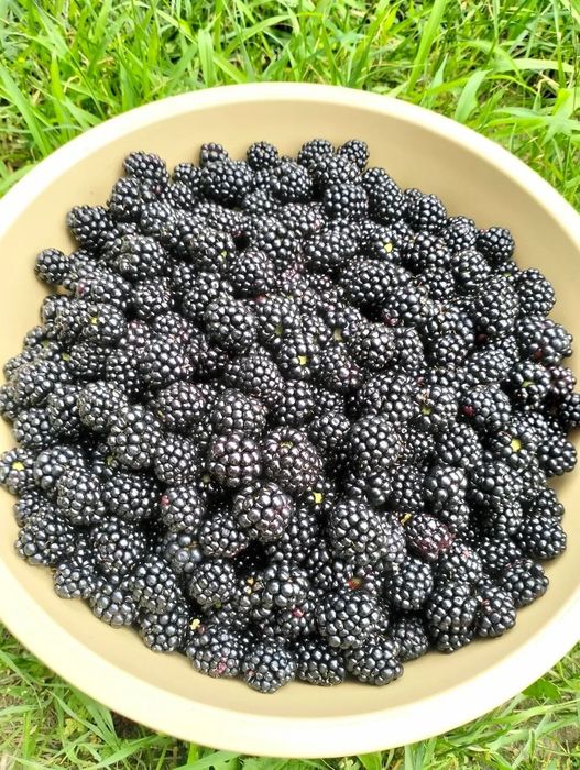 Butași mur fără țepi soiuri Navaho și Thornfree