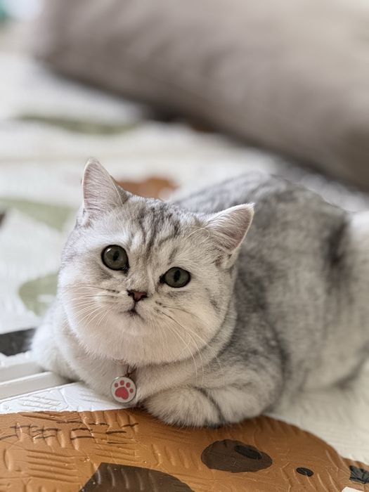 Котенок Скоттиш страйт