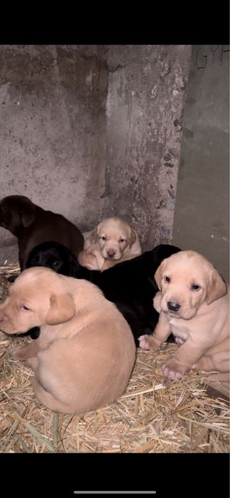 Продам щенки чистокровный лабрадор