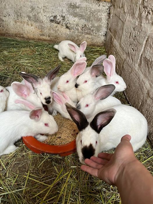 Кролики 3 месяца