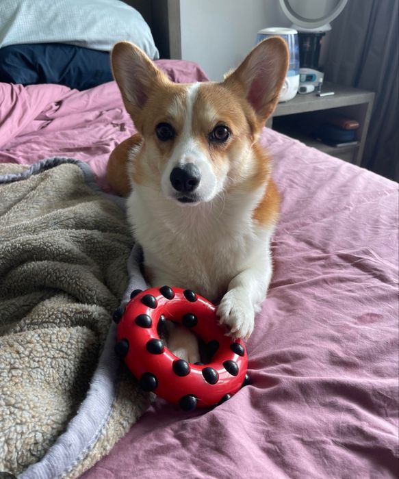 Продам корги английский