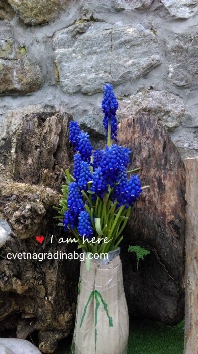 Мускари - син килим в Вашия двор