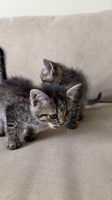 Отдам котят в добрые руки