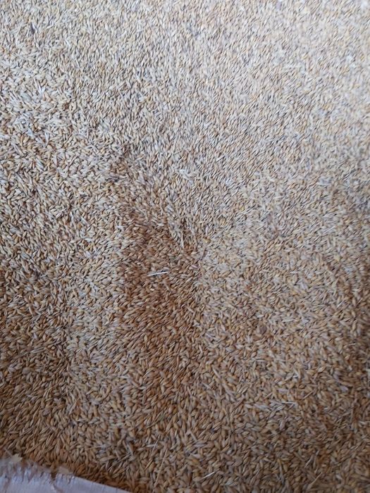 Vand ovaz si triticale recolta 2025