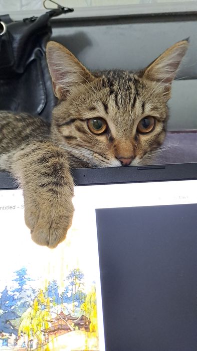 Отдадим в хорошие руки кота