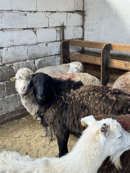 Продаются бараны на мясо