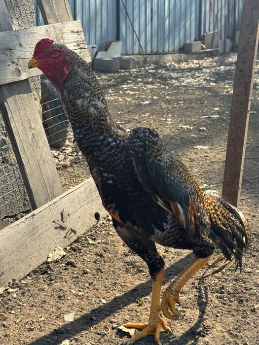 Дакан (бойцовский петух)