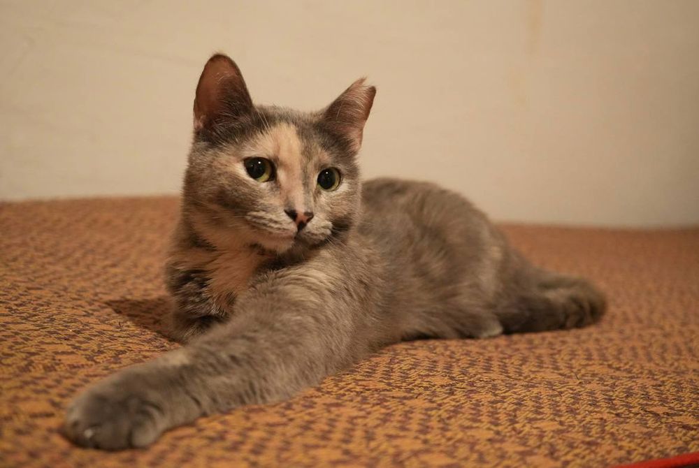 Отдам в добрые руки Саманта