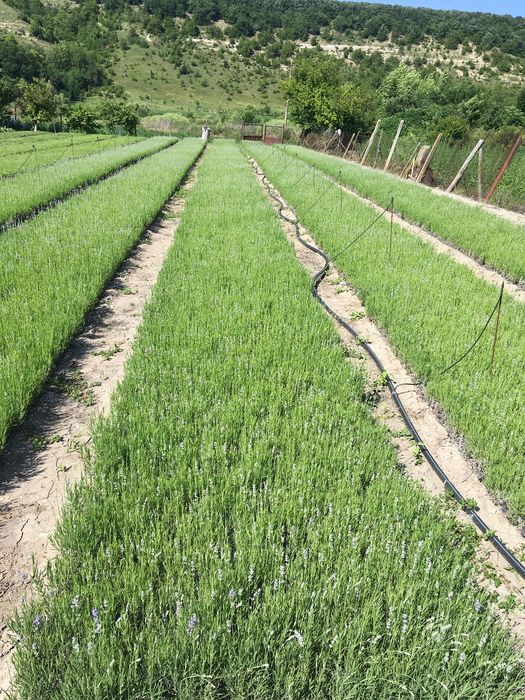 Разсад лавандула на едро и дребно